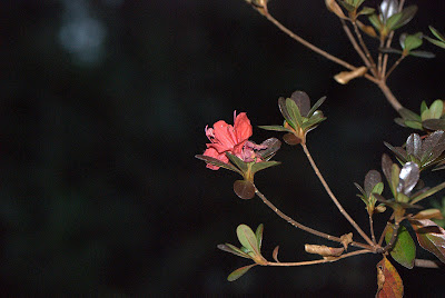 Backyard Flower